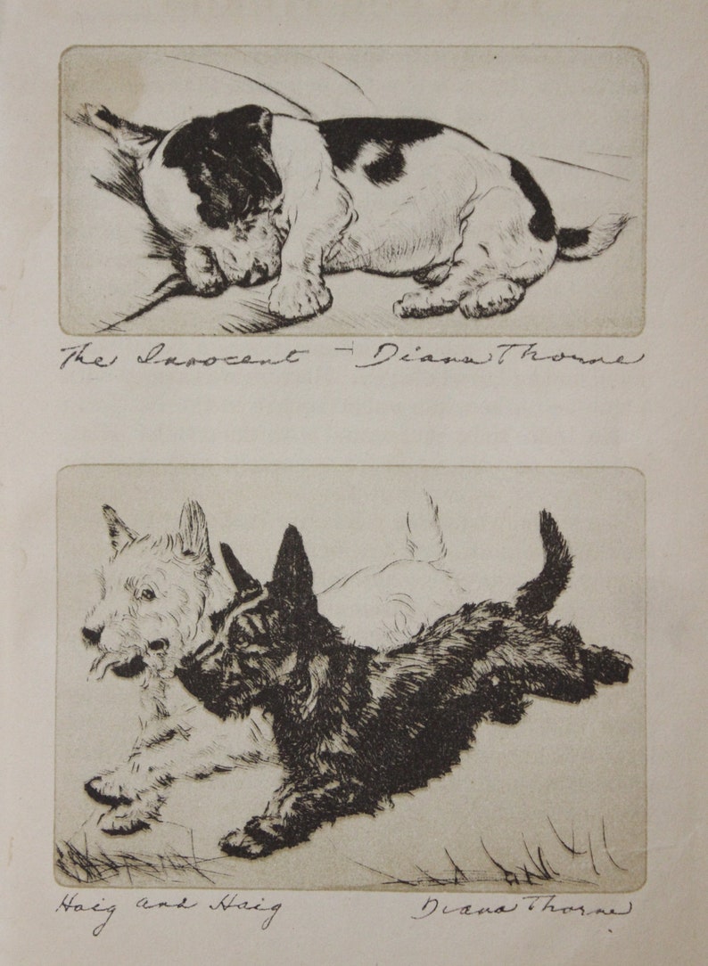 May include: Two black and white illustrations of dogs. The top image shows a dog sleeping on its side. The bottom image shows two dogs running. The text "The Innocent - Diana Thorne" is written below the top image. The text "Haig and Haig - Diana Thorne" is written below the bottom image.
