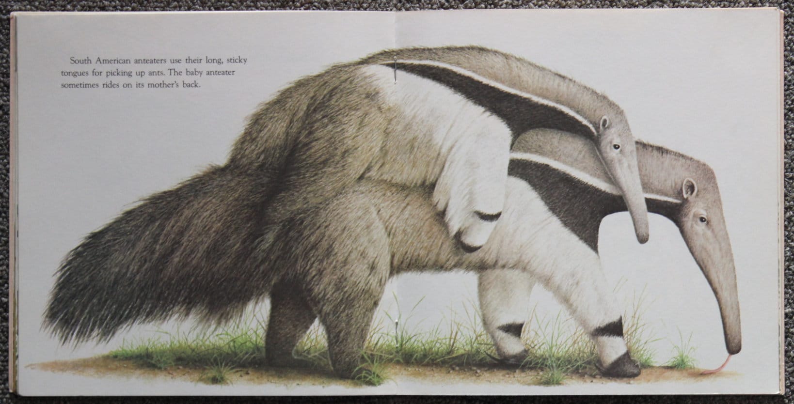 Animal Babies Harry Mcnaught 1977 Random House Inc. Etsy