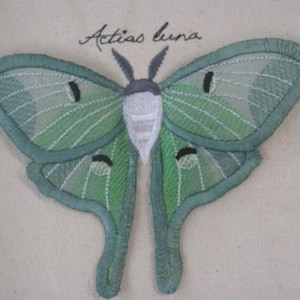 Organza Lunda Moth Winged Curiosity Specimen Shadow Box