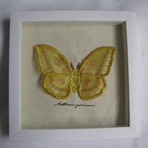 Scatola portaoggetti per campioni di curiosità alata con falena di seta giapponese in organza