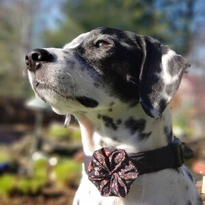 Prarie Dog Black Floral Flower Vintage Fashion Collar and Accessory