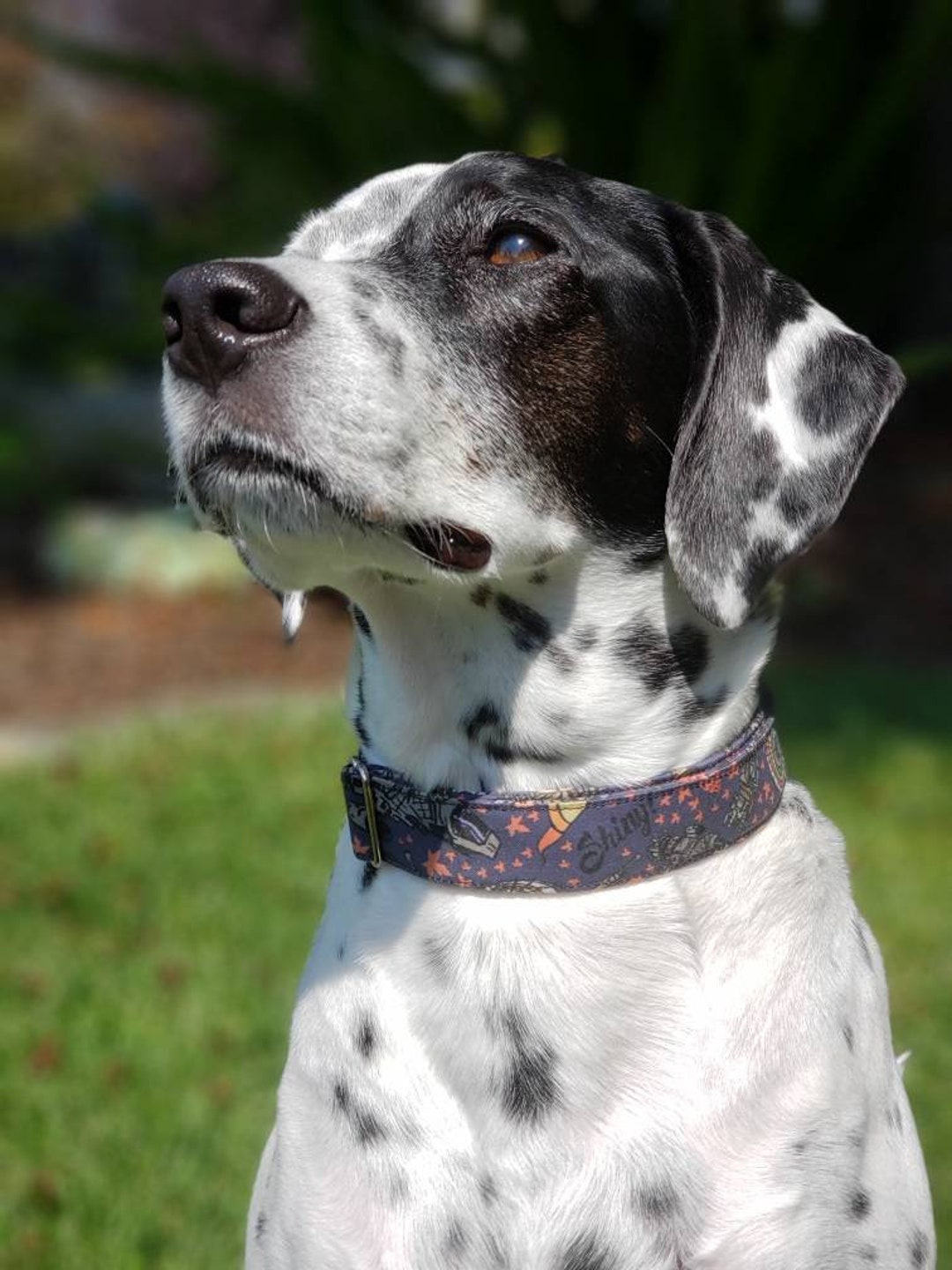 Lab Dalmatian Dog Buy Lab X Dalmation Dalmatian Labrador Puppies For Sale Clearance