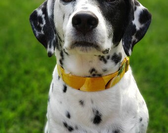 Lemon Collar - MULTIPLE SIZES AVAILABLE