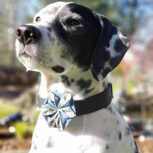 Prarie Dog Cream Polka Dot and Dusty Blue Flower Collar Accessory