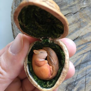 Op de afbeelding: Een gedetailleerde miniatuursculptuur van een slapend eekhoorntje in een walnootschil. Het eekhoorntje is oranje en bruin, opgerold op groen mos. De walnootschil is open en onthult het gedetailleerde interieur.