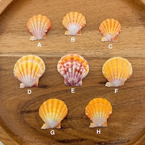 May include: Eight colorful scallop seashells arranged on a wooden tray. The shells vary in shades of orange, yellow, and white, with some displaying a mix of red and purple hues. Each shell is labeled with a letter from A to H.