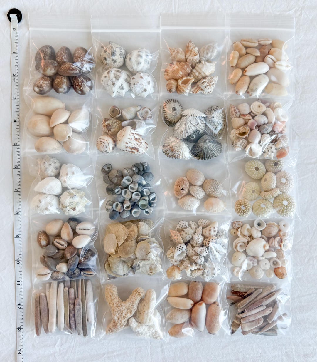 Hawaiian Shell Collection | Treasure Trove of a Variety of Hawaii ...