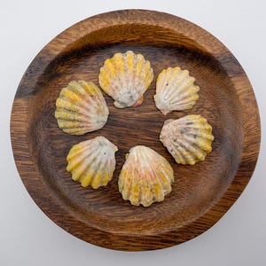 May include: A wooden bowl filled with six seashells. The shells are yellow, white, and pink, and are arranged in a circular pattern. The bowl is made of dark brown wood.