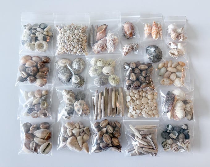 Hawaiian Shell Collection | Treasure Trove of a Variety of Hawaii ...