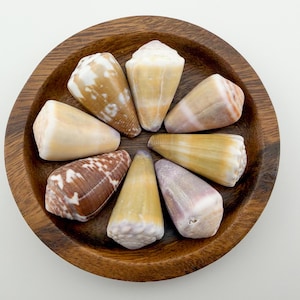 May include: A collection of cone-shaped seashells in various colors, including cream, brown, and tan, arranged in a circular pattern within a wooden bowl. The shells have unique patterns and textures.