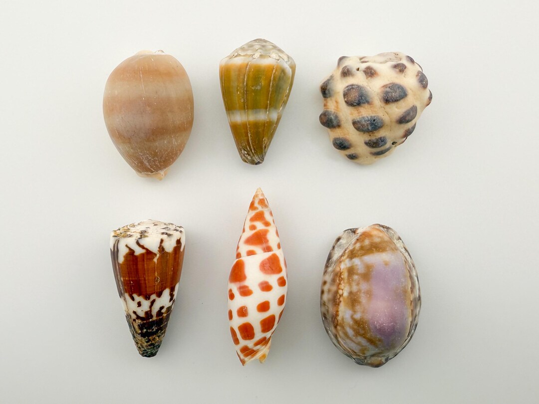 Hawaiian Shell Types Hawaiian Shell Variety Pack: Cowrie, Cone, Miter, Drupe - Jewelry ...