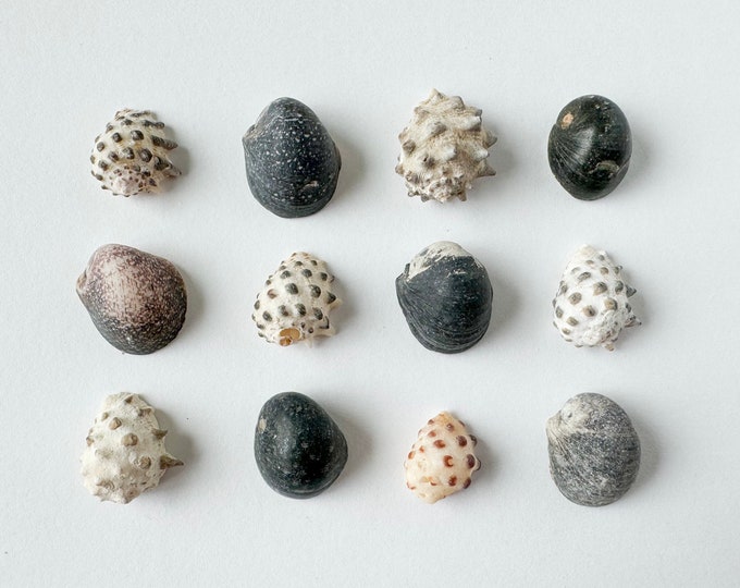 Hawaiian Black and White Shell Pieces | Variety of Hawaii Shells ...