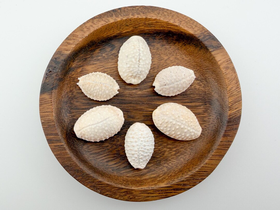 Hawaiian Granulated Cowrie Shells | Collection of 6 Small Shells From ...
