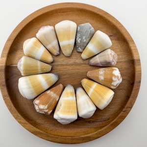 May include: A collection of cone-shaped seashells arranged in a circle on a round wooden tray. The shells have a mix of colors, including white, yellow, and brown, with some featuring striped patterns. The tray is made of light brown wood.