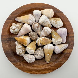 May include: A collection of various seashells in shades of white, tan, and brown, arranged in a circular wooden bowl. The shells have unique shapes and textures, creating a natural and organic aesthetic. The bowl is a rich, warm brown color.