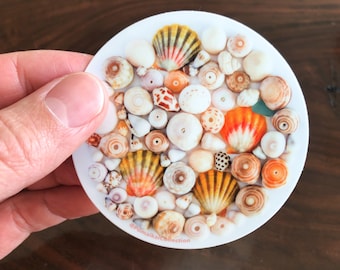 Hawaii Shell Collection Sticker | Puka Shells Sunnies Sunrise Shells Cone Miter Drupe Sea Glass | 3-inch Circle Vinyl Sticker
