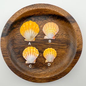 May include: Four scallop seashells with orange and white coloring are displayed on a dark wooden plate. The shells are labeled A, B, C, and D. The shells are a natural product and have a textured surface.