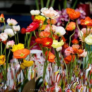 Poppies In Chelsea, Fine Art Digital Download, High Resolution, 300DPI, JPG, DIY Print, Chelsea, London.