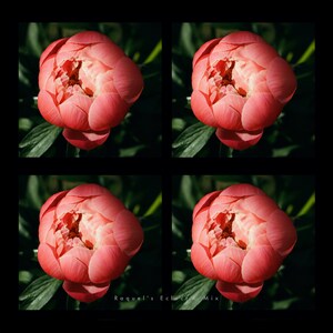 Peony Power, Fine Art Digital Download, Colour Photograph, High Resolution, 300 DPI, Chelsea, London.