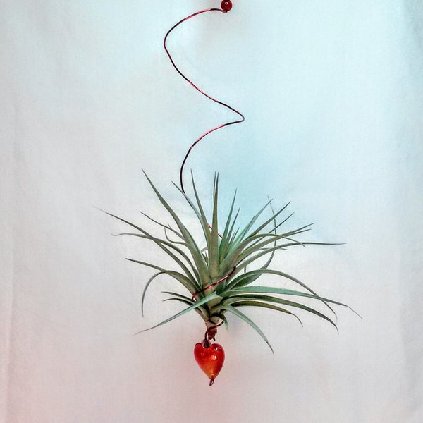 Red heart hanging air plant , home and gardening,home decor, unique gift, hanging air plant, My love for air plants,