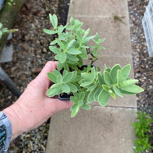 May include: A small potted plant with light green leaves and creamy white edges. The plant is held in a square black pot. The leaves are oval-shaped and arranged in a dense, compact pattern. The plant is set against a grey concrete background.
