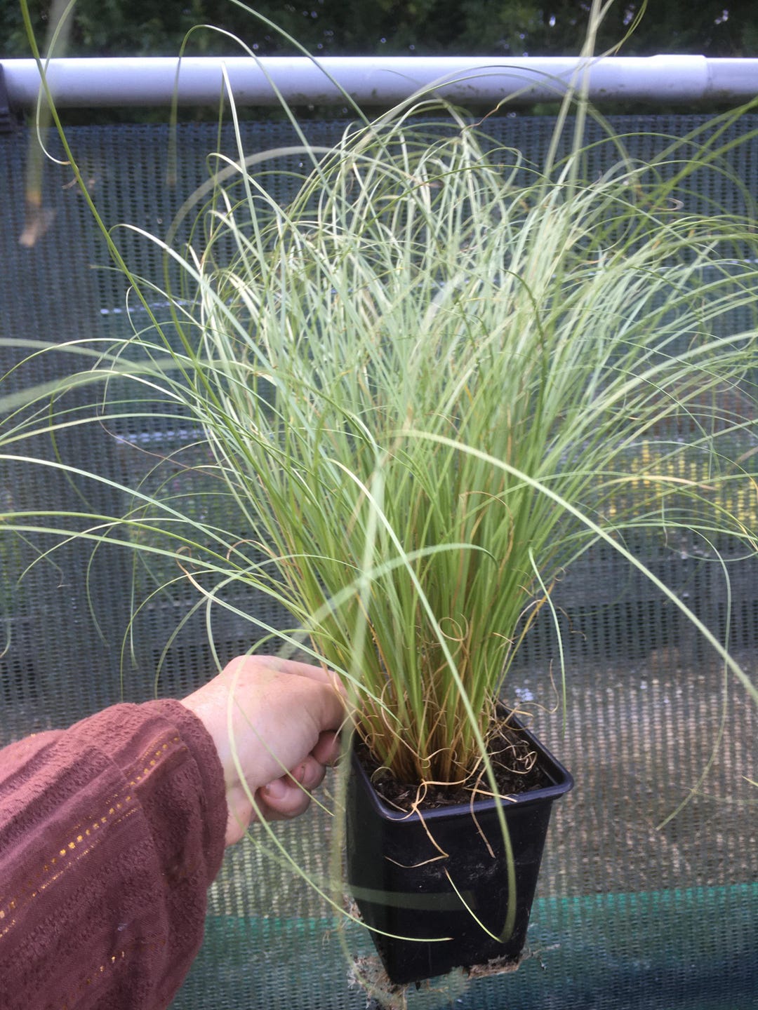 3 X Carex Comans Frosted Curls Grass Plants Perennial Plant Peat Free ...