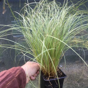May include: A potted ornamental grass with long, slender, green and yellow blades. The plant is in a square black plastic pot. The image is taken outdoors, with a hand holding the pot.