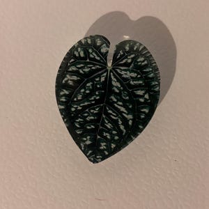 3D Leaf Phone Pop Socket- Phone Stand