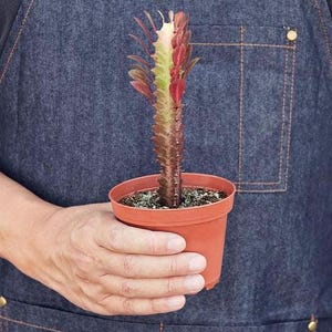 5” EUPHORBIA TRIGONA PUP- African Milk Tree Cactus