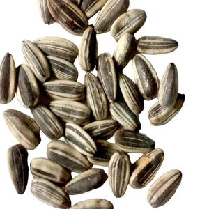Organic Giant Mongolian Sunflower Seeds | Heirloom Non-GMO | Tall 12ft Sunflowers with Huge Heads | Pollinator-Friendly Garden Seeds.