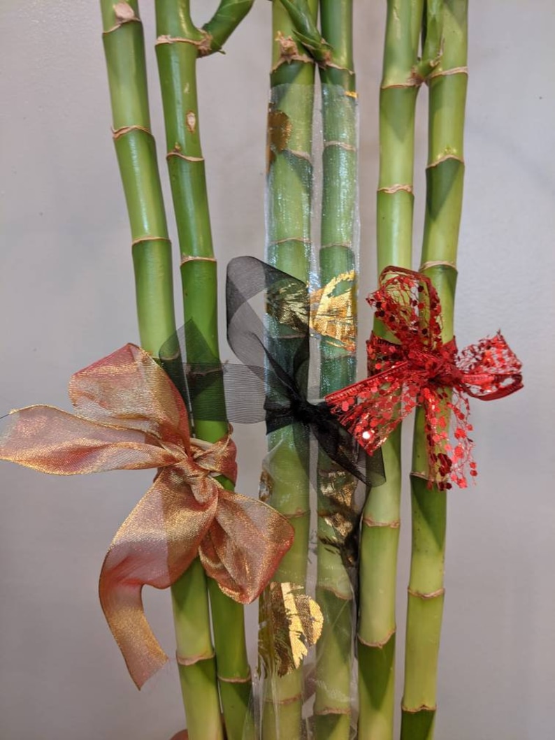 Straight Bamboo Bundle Gift Bamboo Plant Lover Gift Etsy