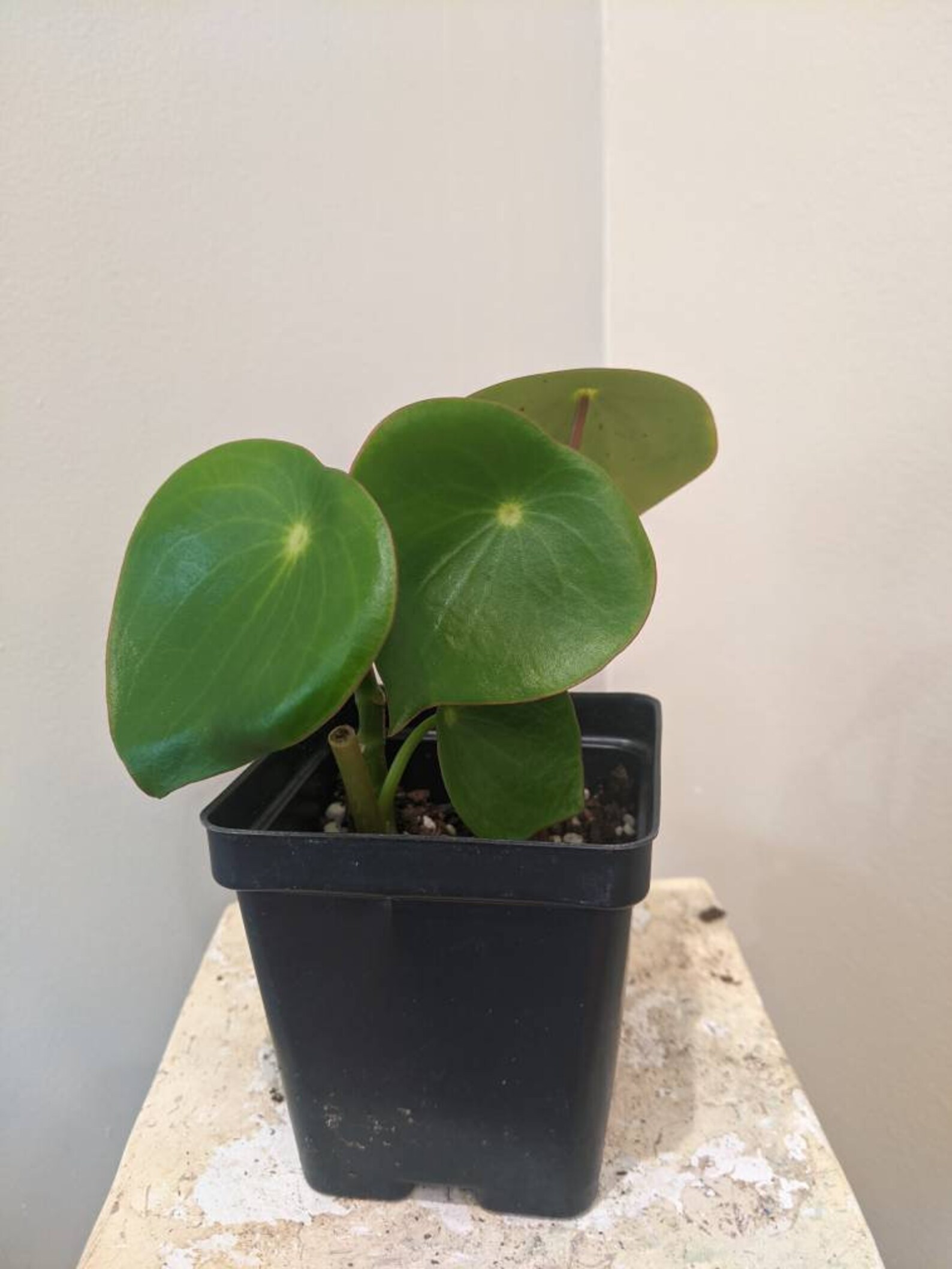 Plant Clearance Sale Etsy