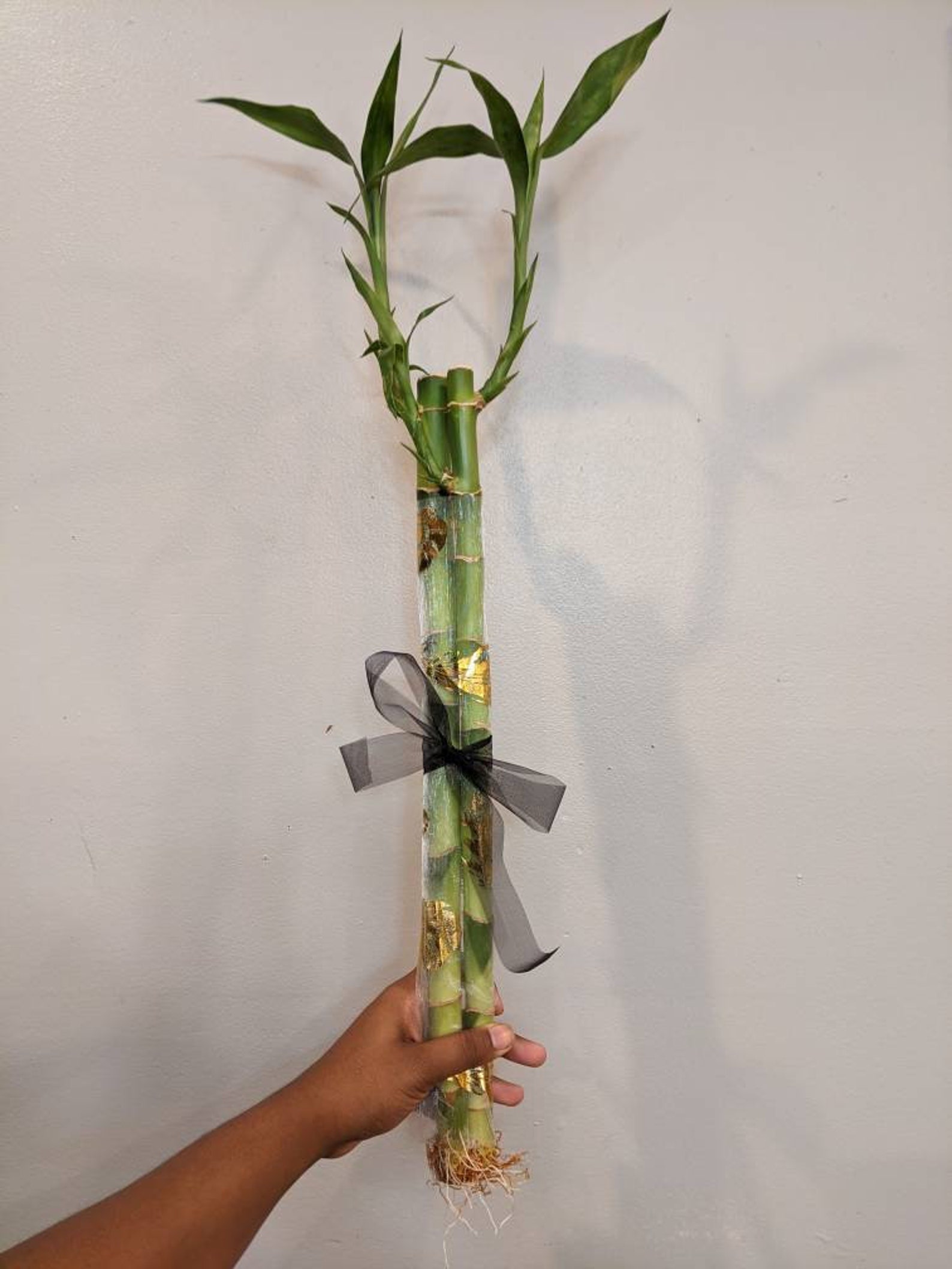 Straight Bamboo Bundle Gift Bamboo Plant Lover Gift Etsy