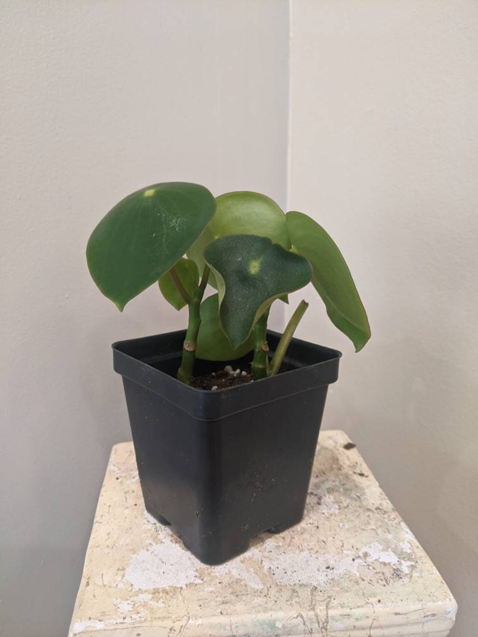 Plant Clearance Sale Etsy