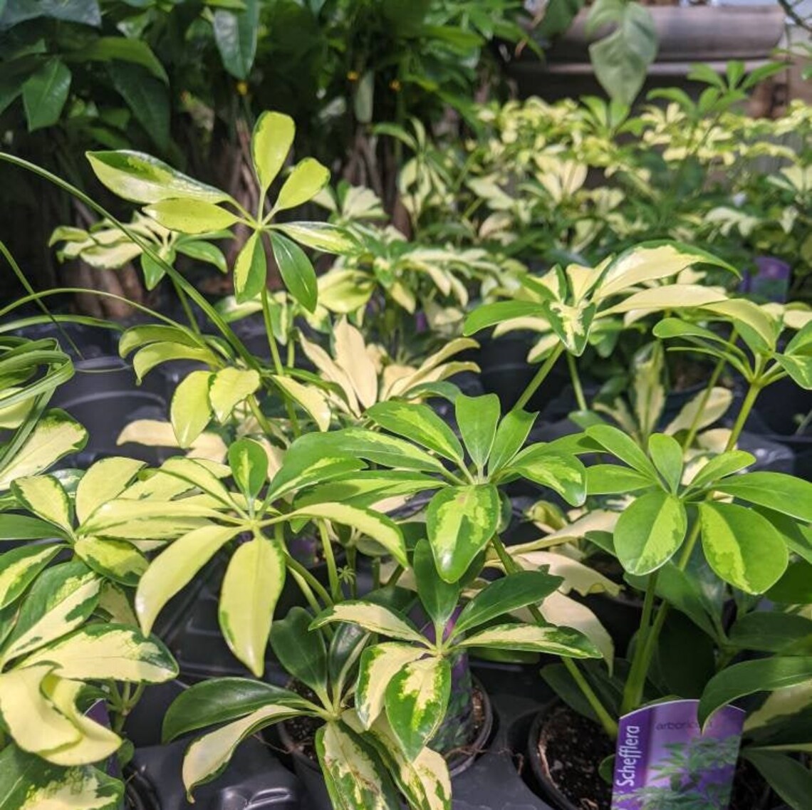 Variegated Umbrella Tree Schefflera Arboricola Etsy