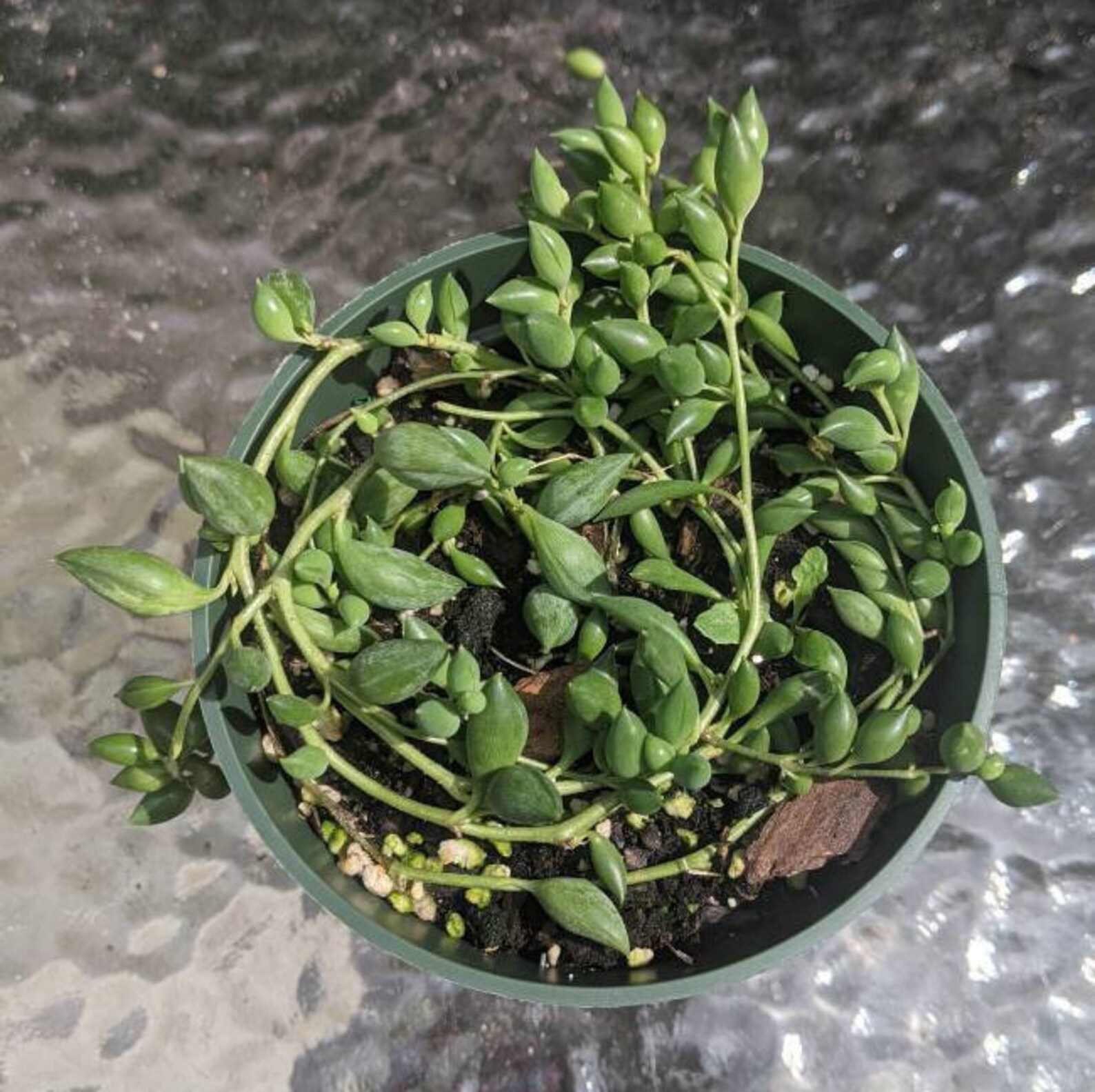 String of Beads Plant Clearance Sale Etsy