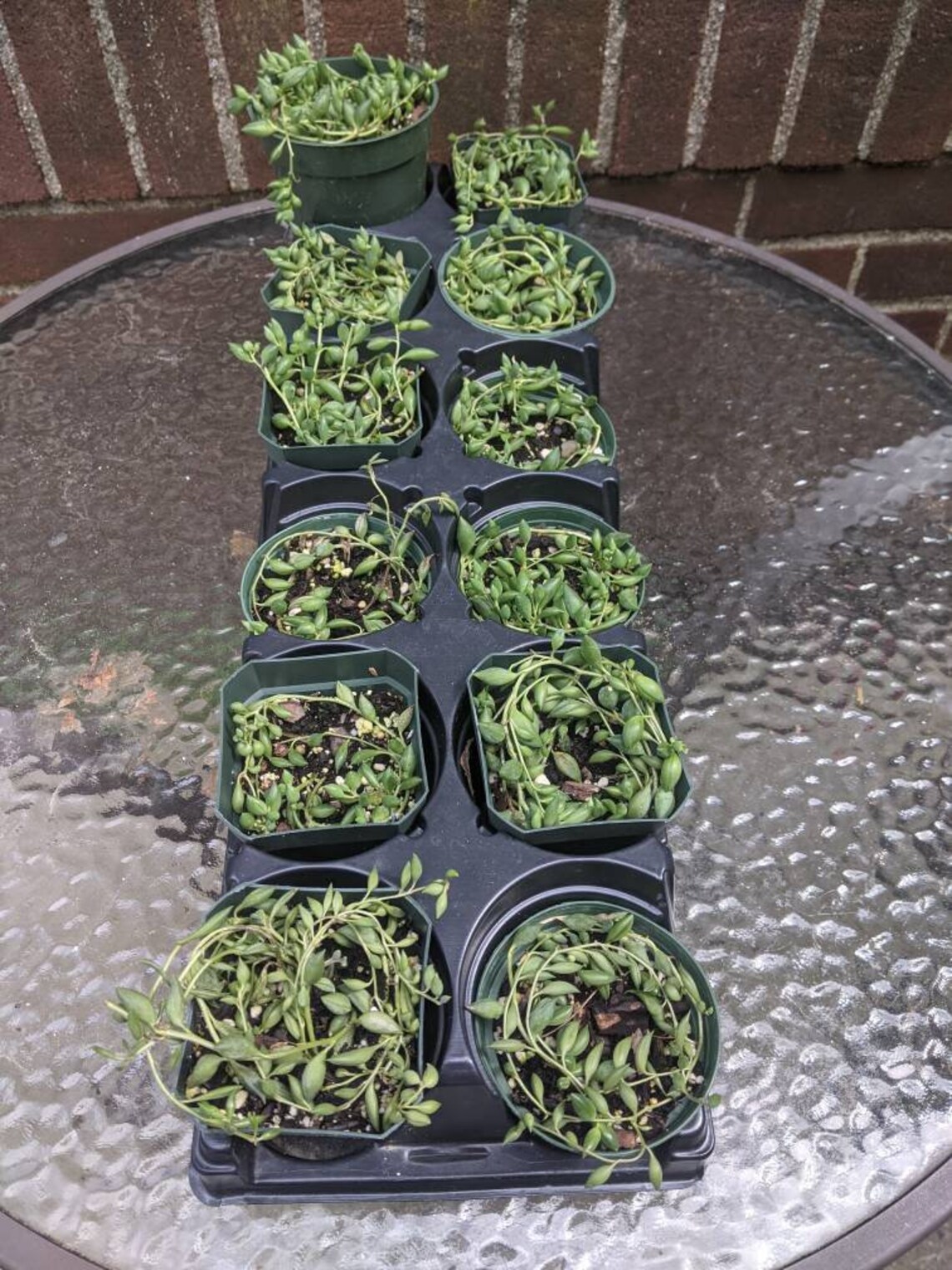 String of Beads Plant Clearance Sale Etsy