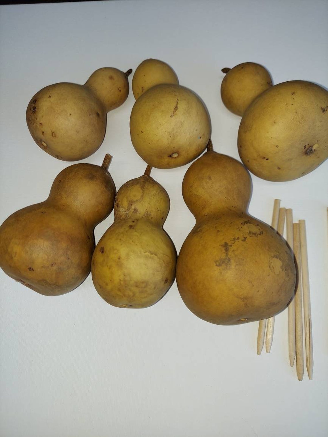 Mini Crafting Gourds/Baby Bottle Gourds/Craft Ready Gourds/DIY Etsy