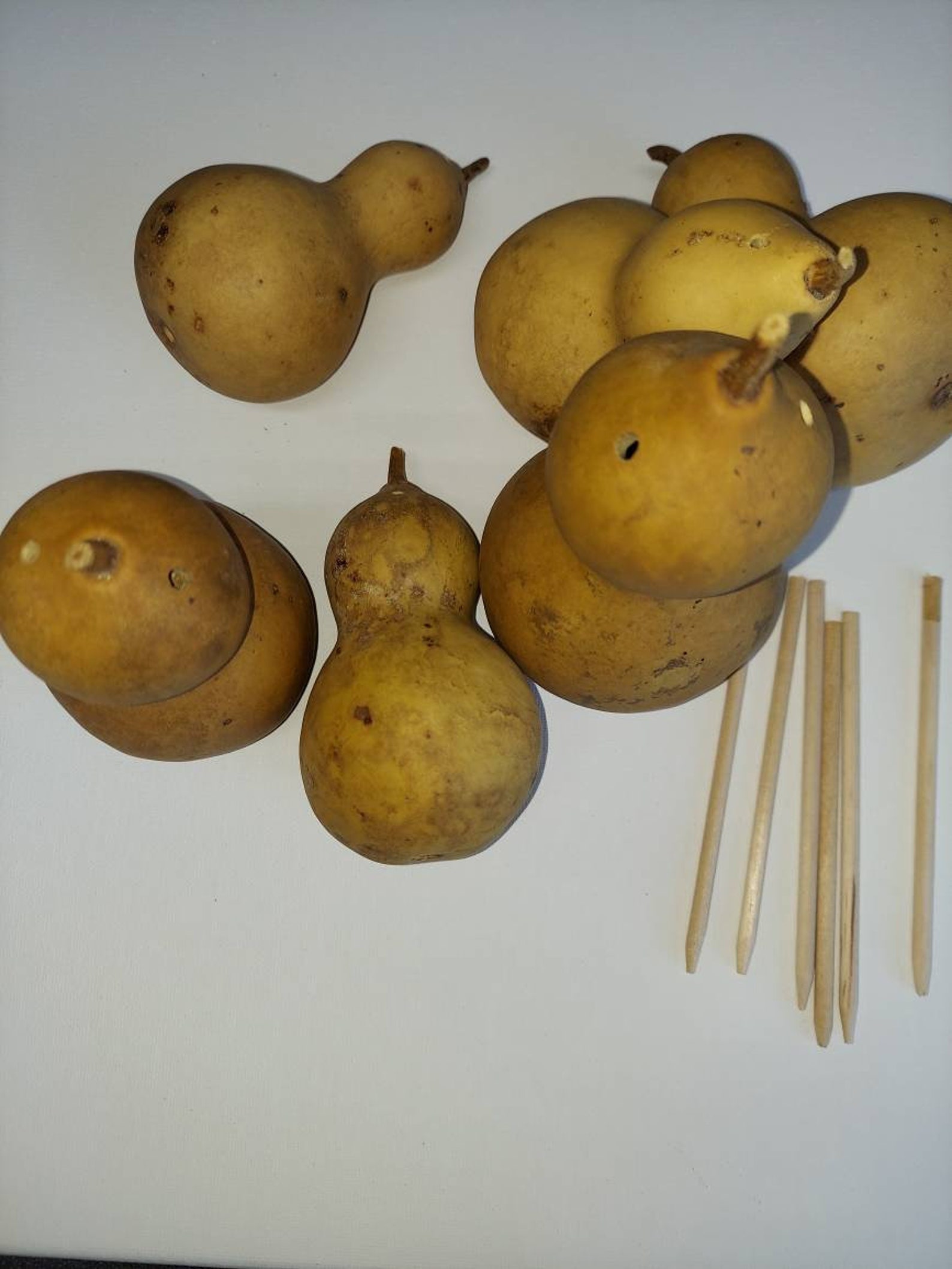 Mini Crafting Gourds/Baby Bottle Gourds/Craft Ready Gourds/DIY Etsy