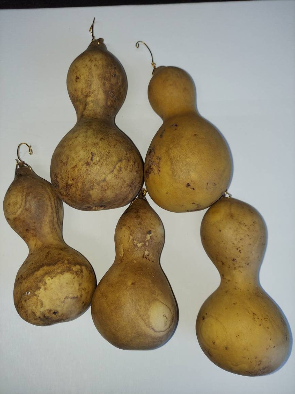 Mini Crafting Gourds/baby Bottle Gourds/craft Ready Gourds/diy Etsy