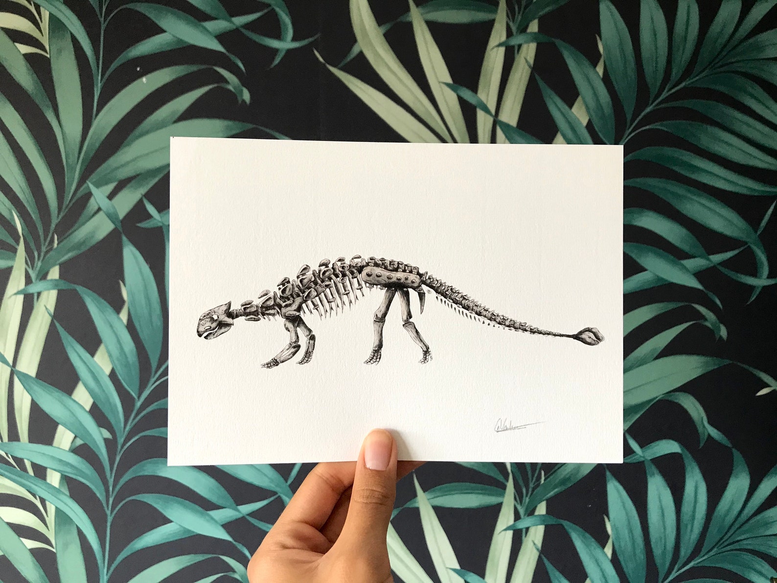 ankylosaurus skeleton