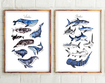 Könnte beinhalten: Zwei gerahmte Aquarell-Illustrationen von Meerestieren. Der linke Rahmen zeigt verschiedene Arten von Walen, darunter den Blauwal, den Grauwal, die Orca, den Pottwal, den Nordkaper, den Finnwal und den Buckelwal. Der rechte Rahmen zeigt verschiedene Arten von Haien, darunter den Weißen Hai, den Bullenhai, den Tigerhai, den Riffhai, den Hammerhai und den Weißspitzen-Riffhai.