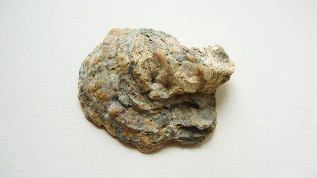 Coquillage huitre Pied de cheval 4 - Etsy France