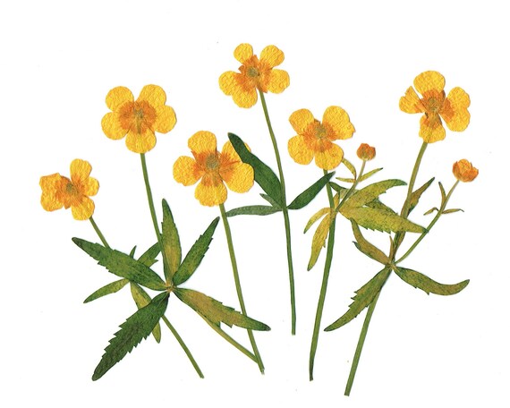 HEALLILY 16 St/ück Gepresste Getrocknete Blumen Nat/ürliche Gepresste Blumen f/ür Scrapbooking DIY Craft Kerze Harz Schmuck Anh/änger