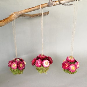 May include: Three pink and white dried flower arrangements hanging from a branch. Each arrangement is a sphere of moss with pink and white flowers.
