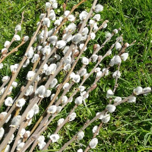 May include: A bunch of pussy willow branches with fluffy white buds against a green grass background.