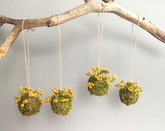 May include: Four hanging floral arrangements with yellow flowers and green moss, suspended from a branch against a light grey background.