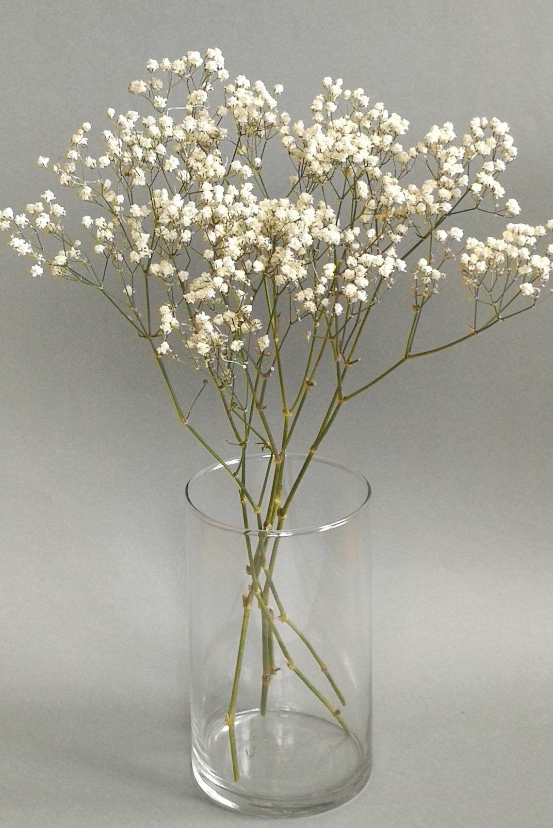 Dried Babys Breath 5 White Gypsophila Branches Dried Etsy Australia