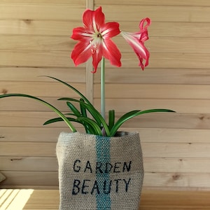 Może przedstawiać: Kwiat amarylisu w kolorze czerwonym i białym w doniczce z juty z nadrukiem "GARDEN BEAUTY" z przodu.
