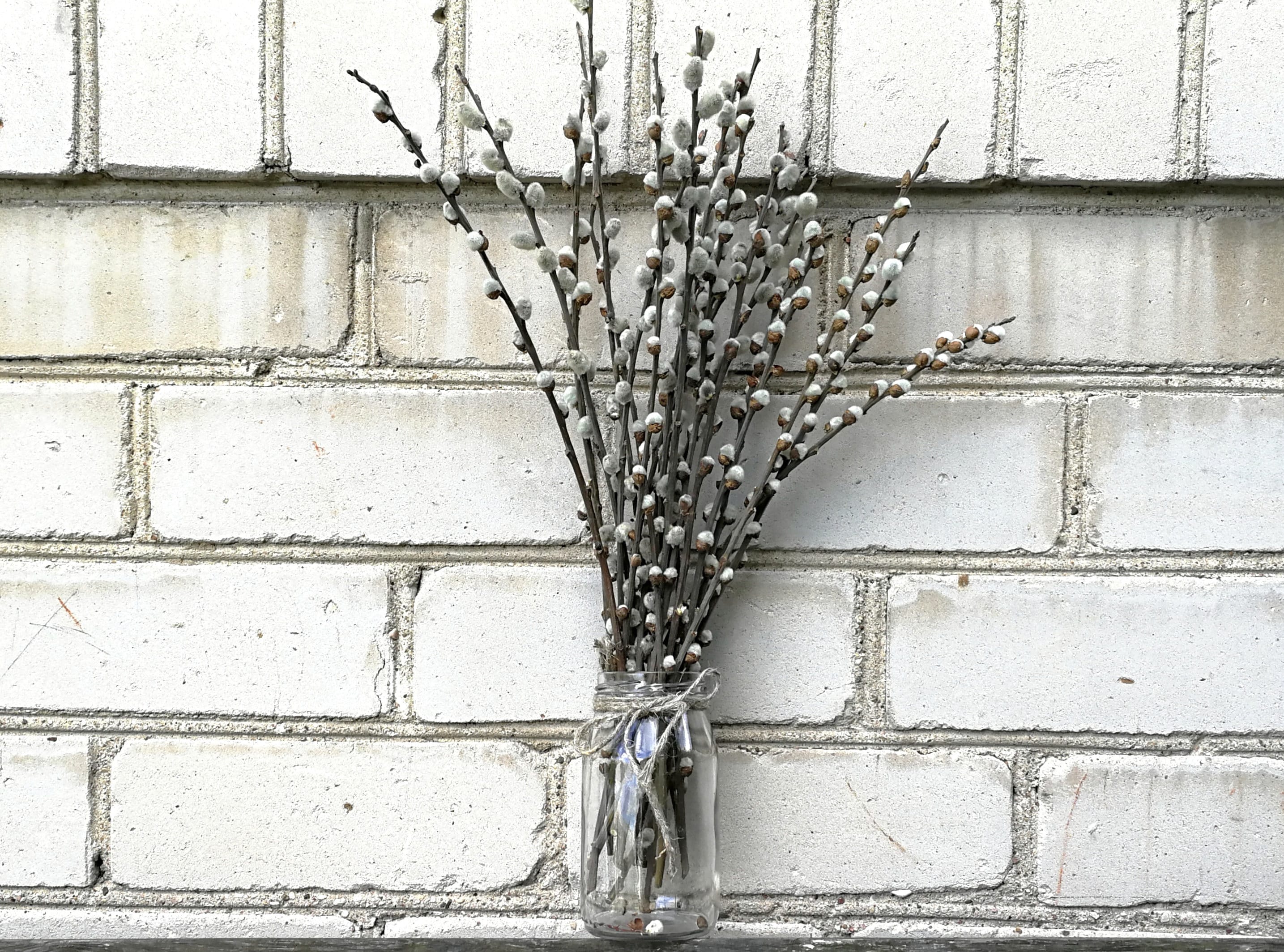 20 Dried Pussy Willow Branches Natural Flower Arrangement Twigs Rustic  Easter Decor-catkins Bouquet Forest Craft Supplies Spring Decor 